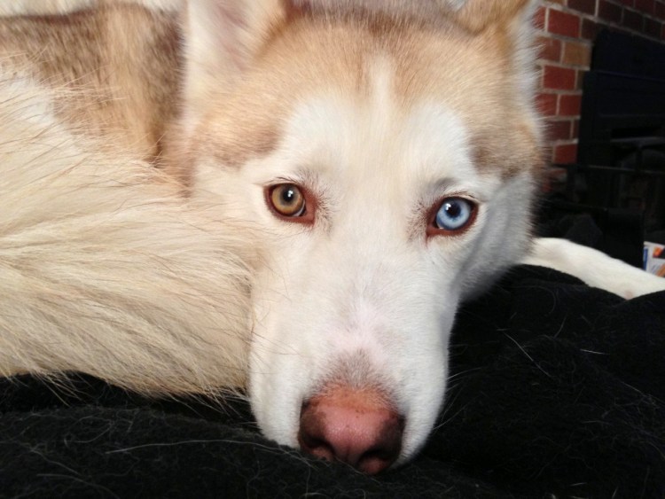 Золотистый ретривер и хаски