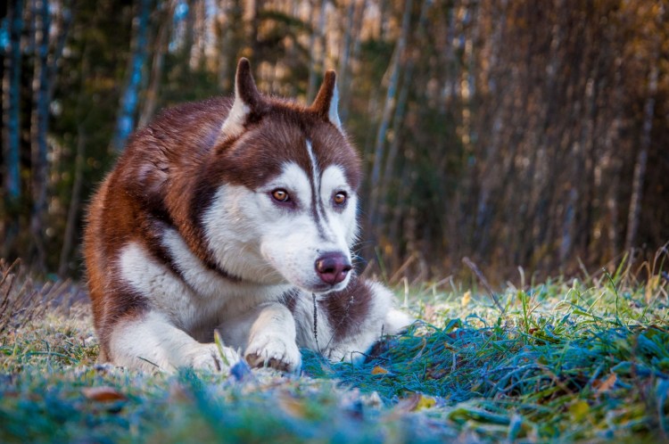 Хаски разноглазые палевые