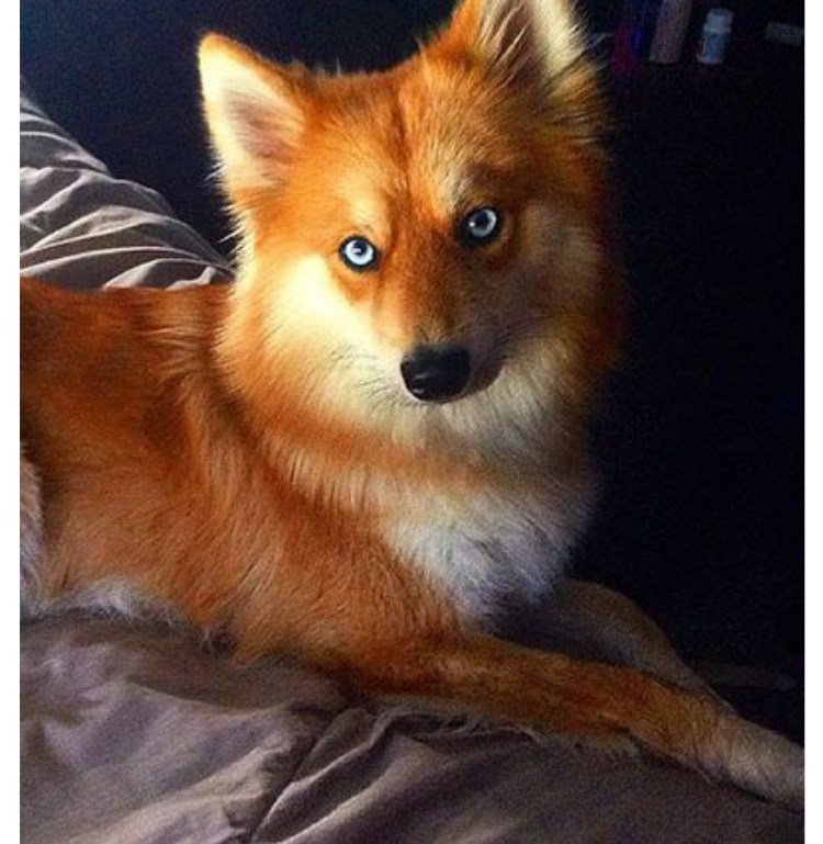 Хаски собака рыжая