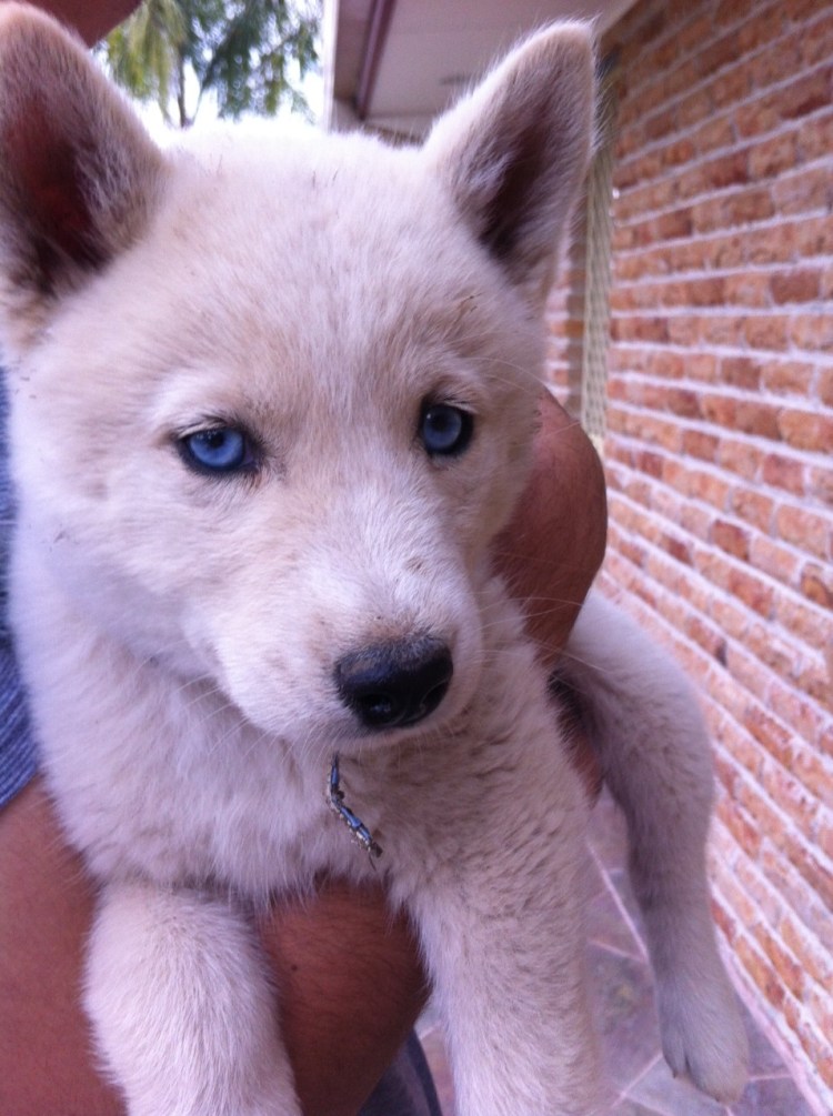 Хаски с гетерохромией