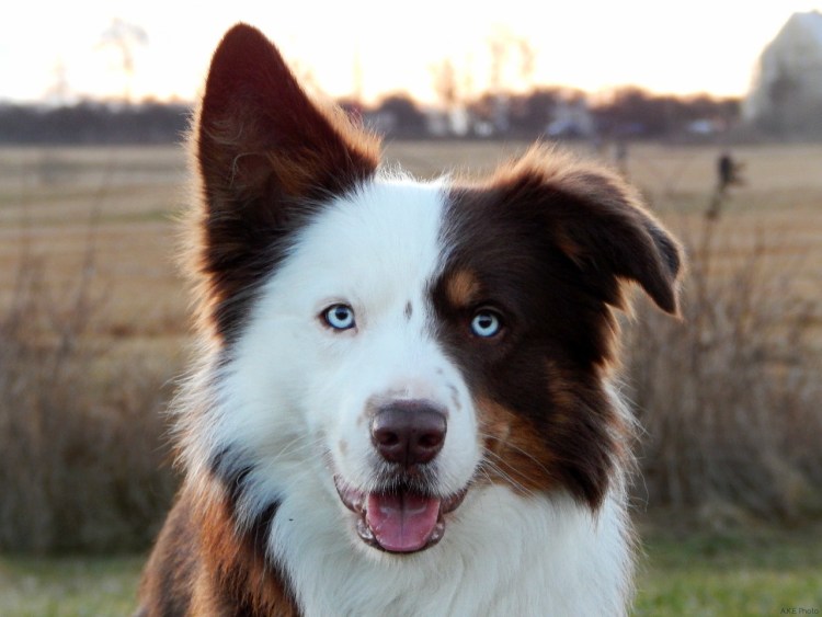 Голубоглазый щенок лабрадора