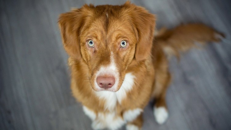 Сибирский хаски рыжий