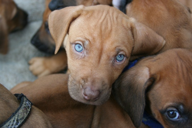 ЕК-голубоглазая хаски