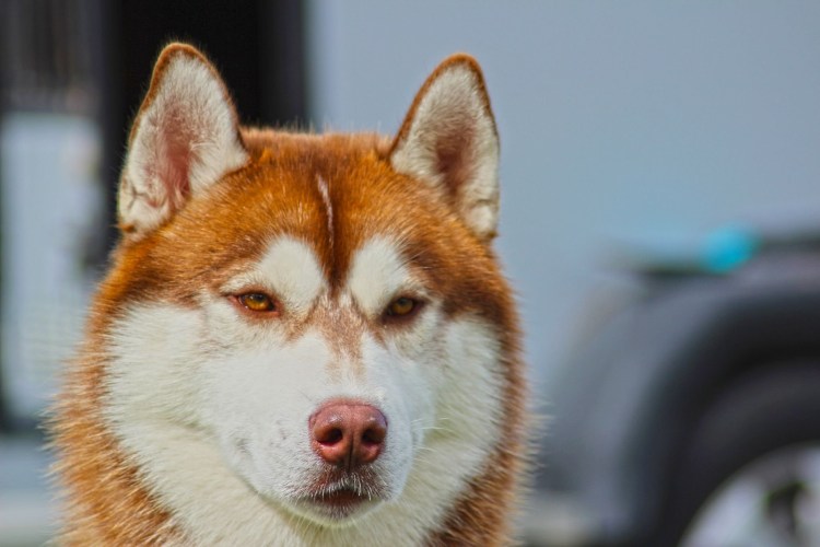 Метис ретривера и хаски