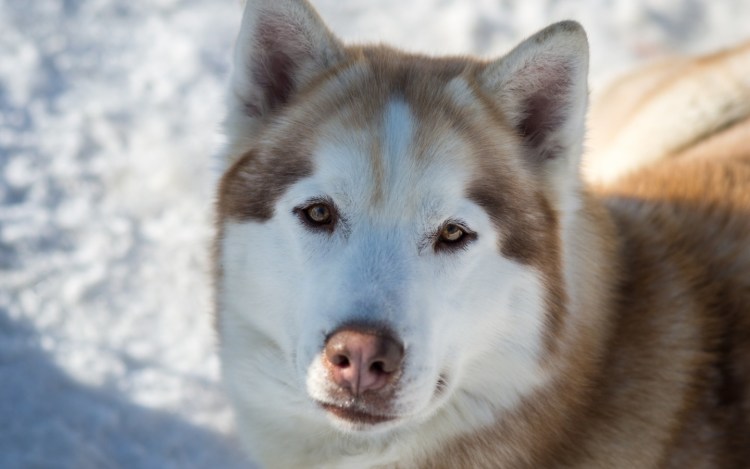 Собака такса рыжая