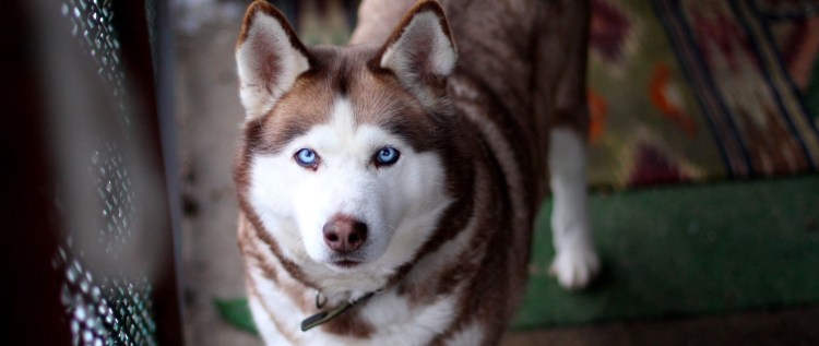 Сибирский хаски