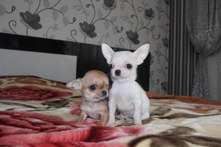 Чихуахуа Беби фейс