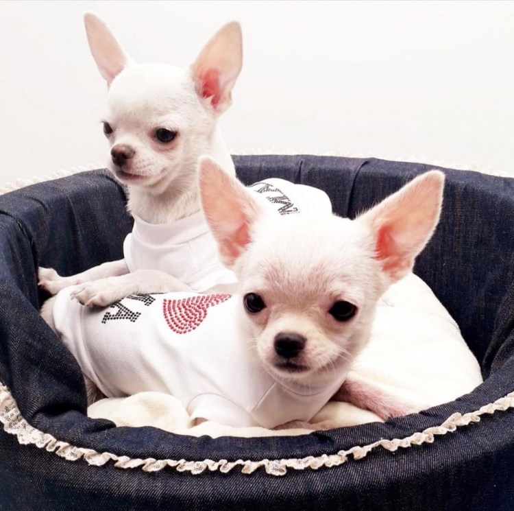 Чихуа Хуа Хуа Коби