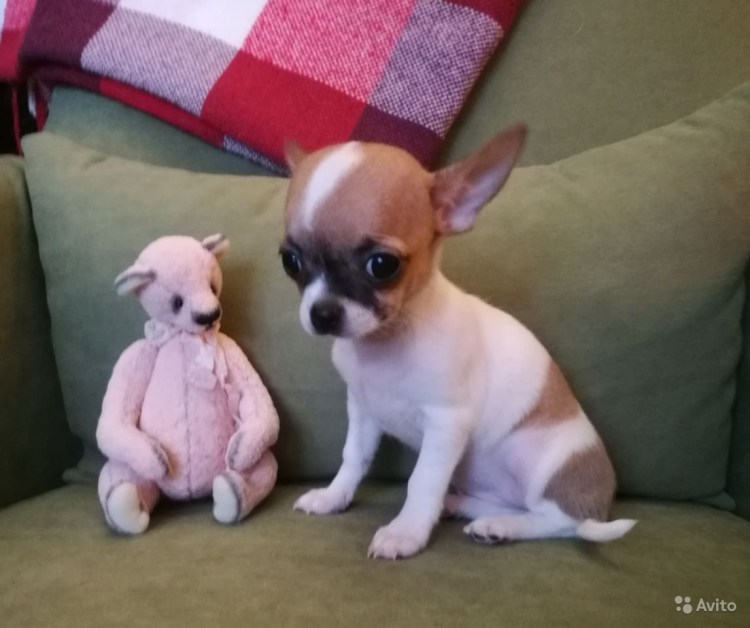 Чихуахуа коротконогие