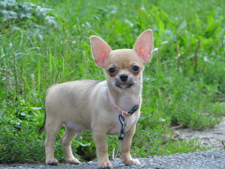 Чихуахуа кобби