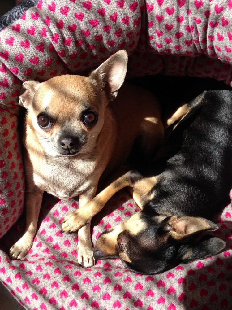 Тигровый чихуахуа