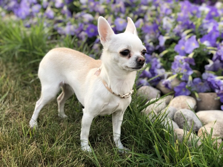 Чихуахуа Дафни