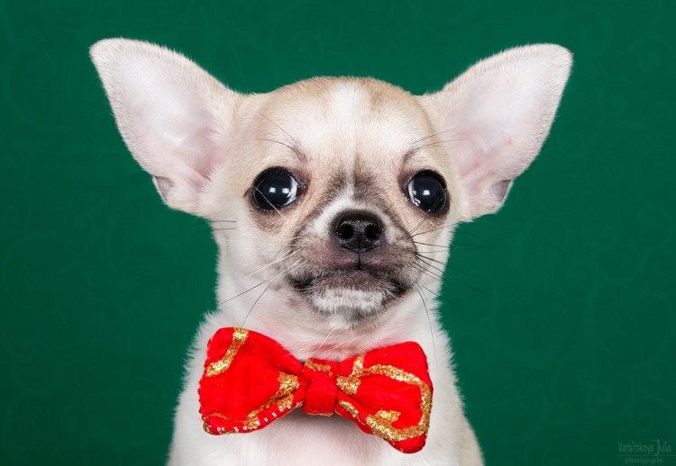 Чихуахуа короткошерстные