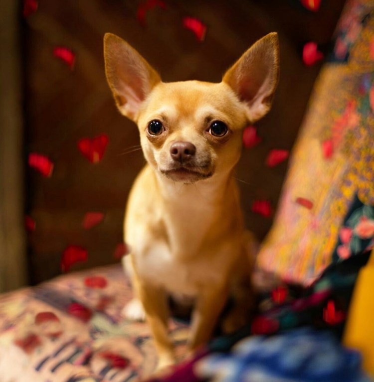 Чихуахуа Комби