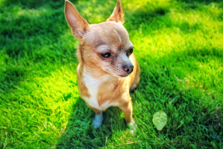 Сиамская собака