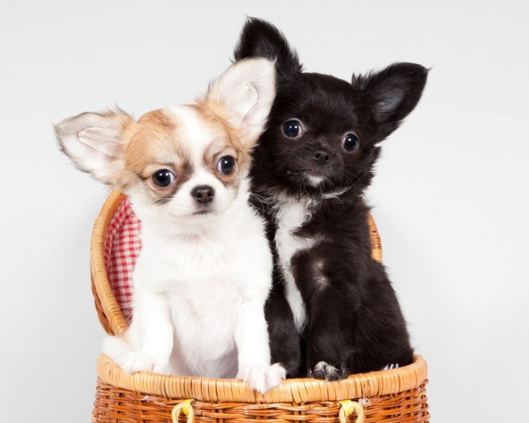 Малыш чихуахуа