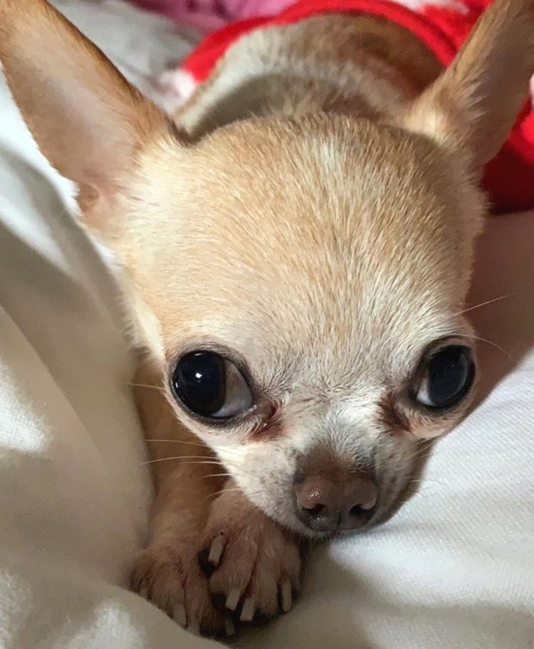 Гетерохромия чихуа