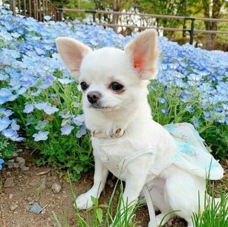 Карликовый чихуахуа