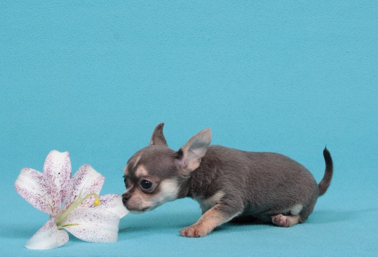 Щенки чихуахуа стандарт