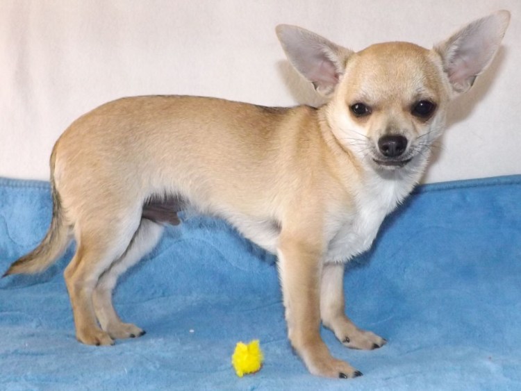 Тайский чихуахуа