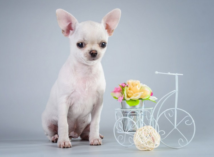 Щенки чихуахуа