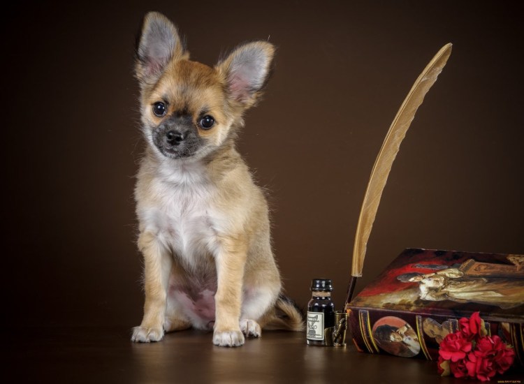 Себек собака чихуахуа