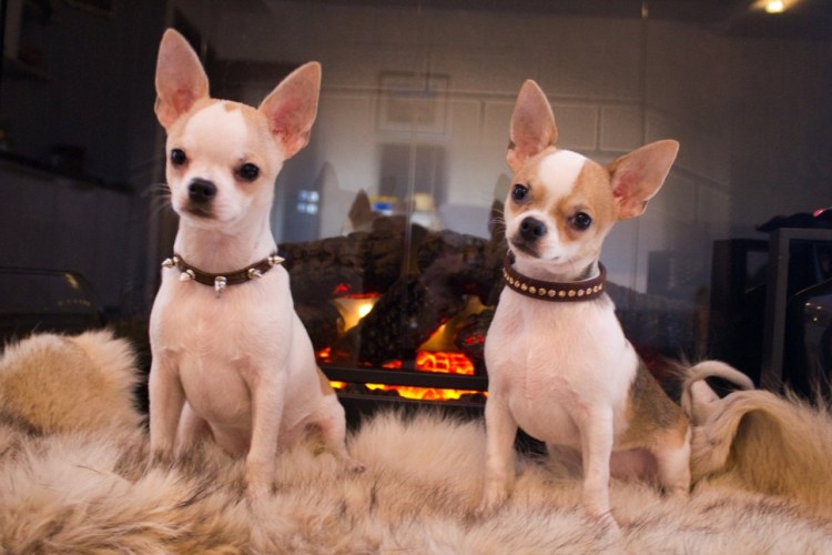 Чихуахуа Тип кобби