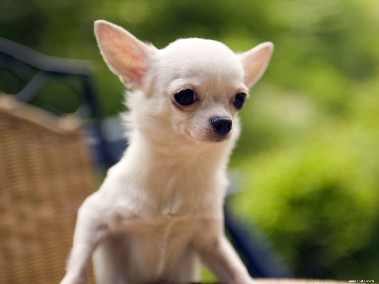 Дог и чихуахуа