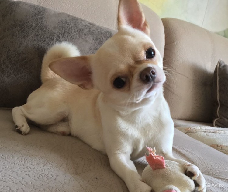 Чихуахуа черно подпалый