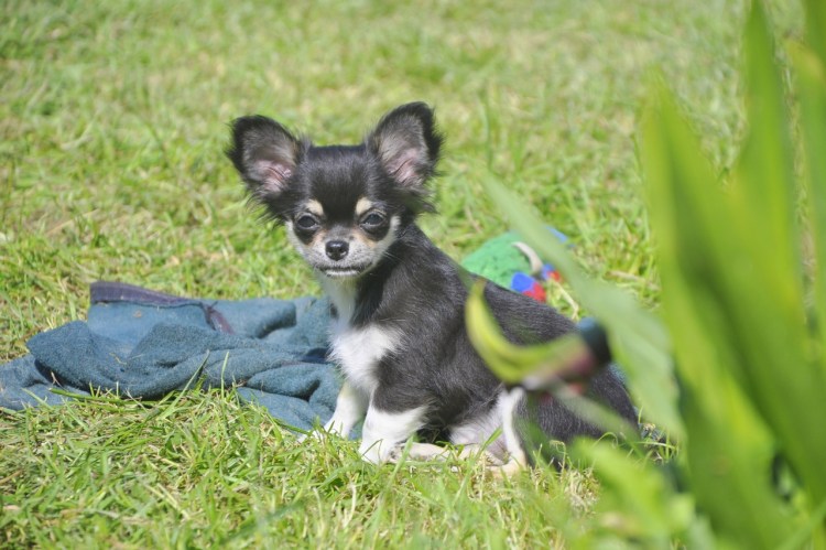 Лаюр гламур чихуахуа