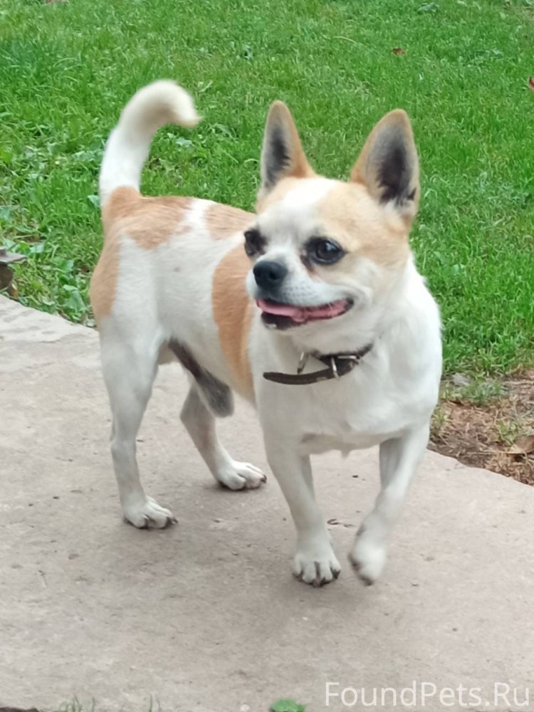 Тайский чихуахуа