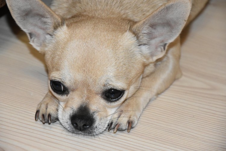 Чихуахуа Милли