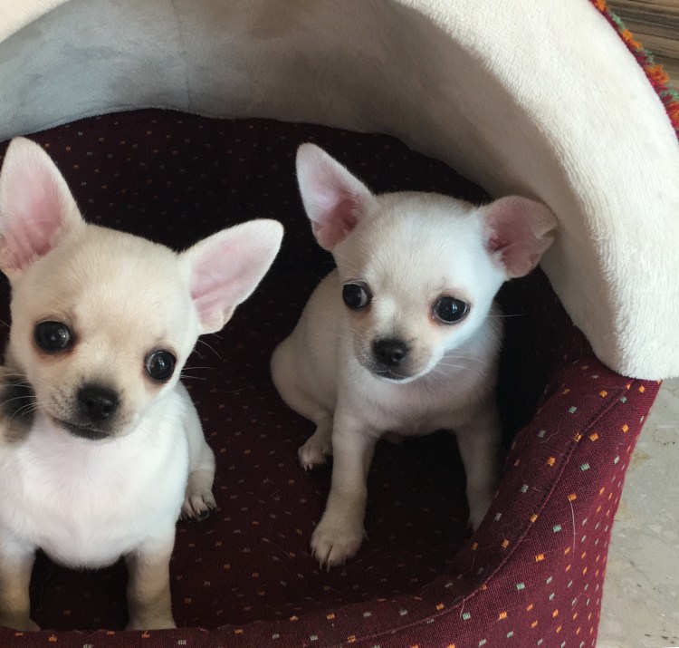 Тайская порода чихуахуа