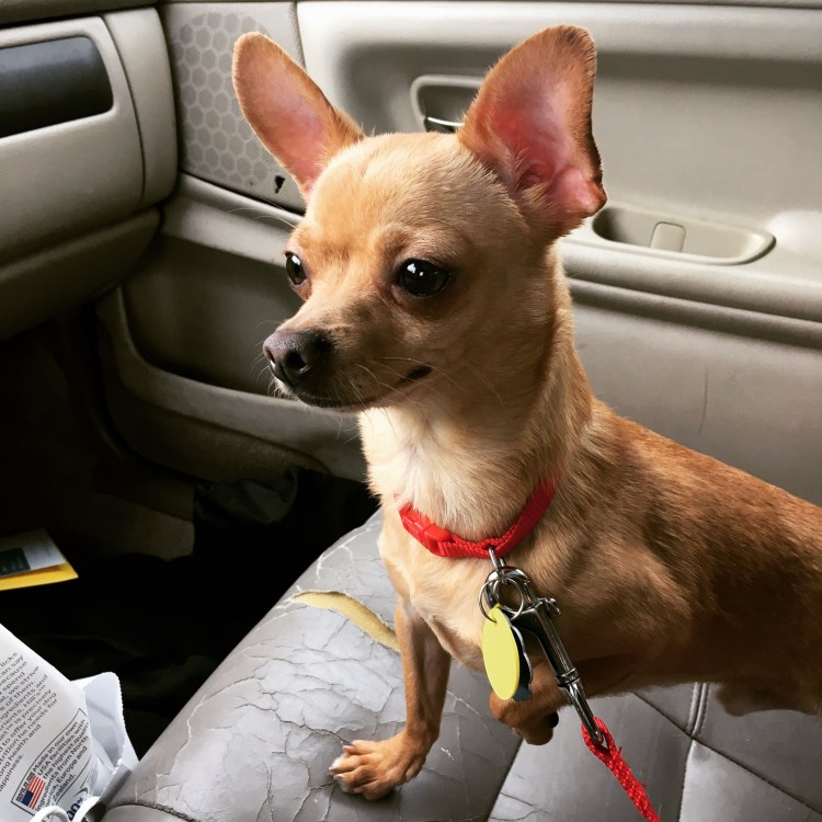 Чихуахуа тайский кобби