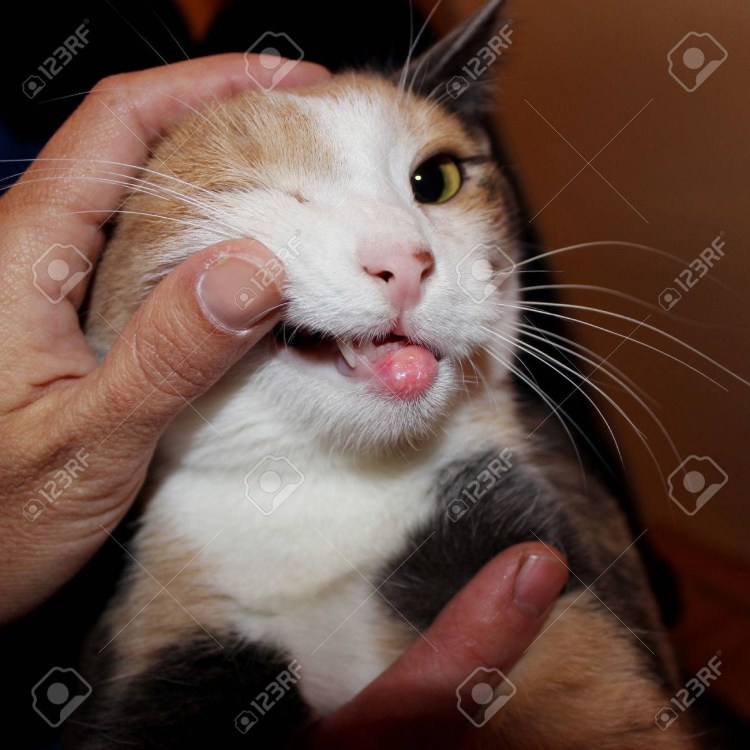 Гиперплазия десен у кошек