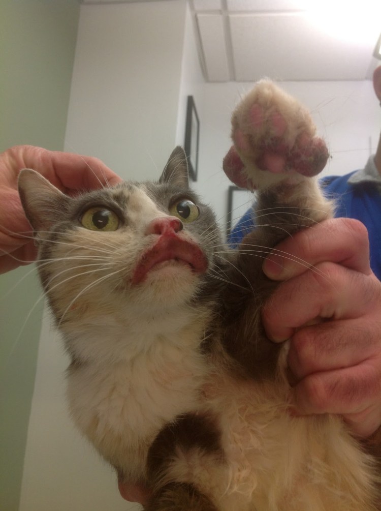 Калицивирус кошка хромает