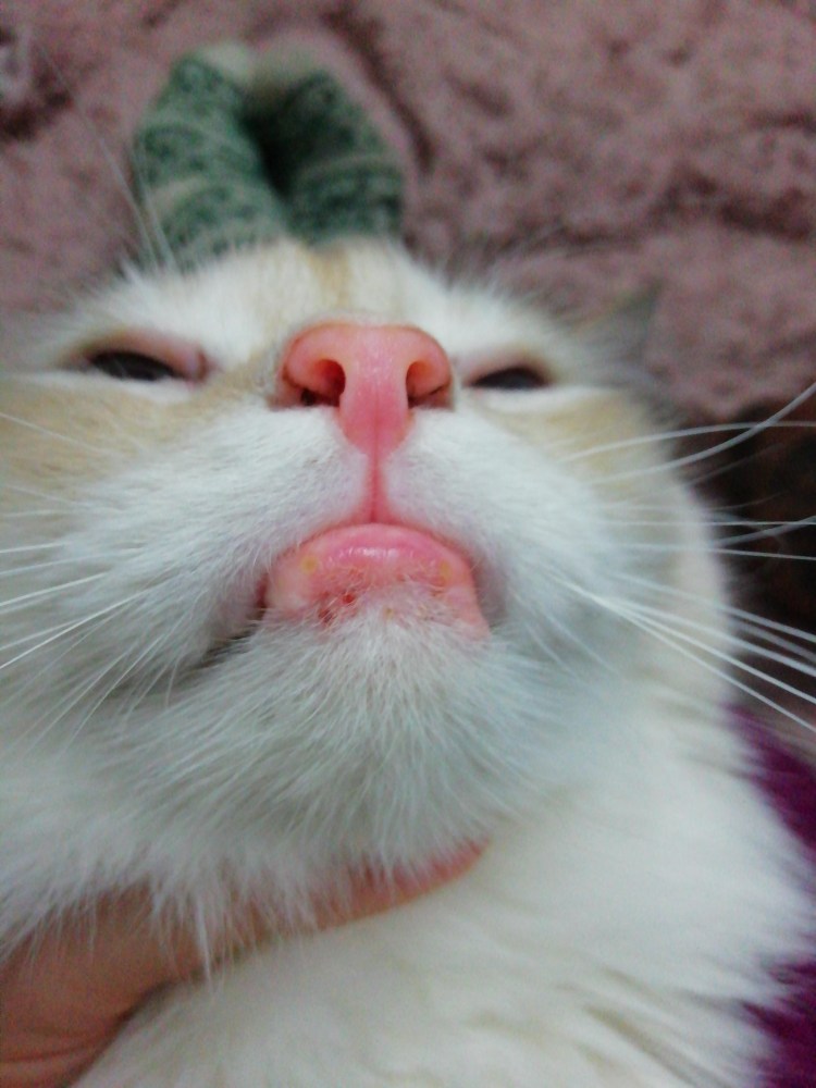 Калицивироз кошек язвы