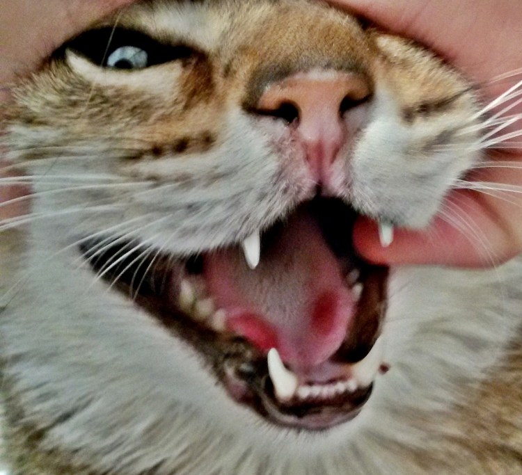 Кальцивироз (эозинофильная гранулема)