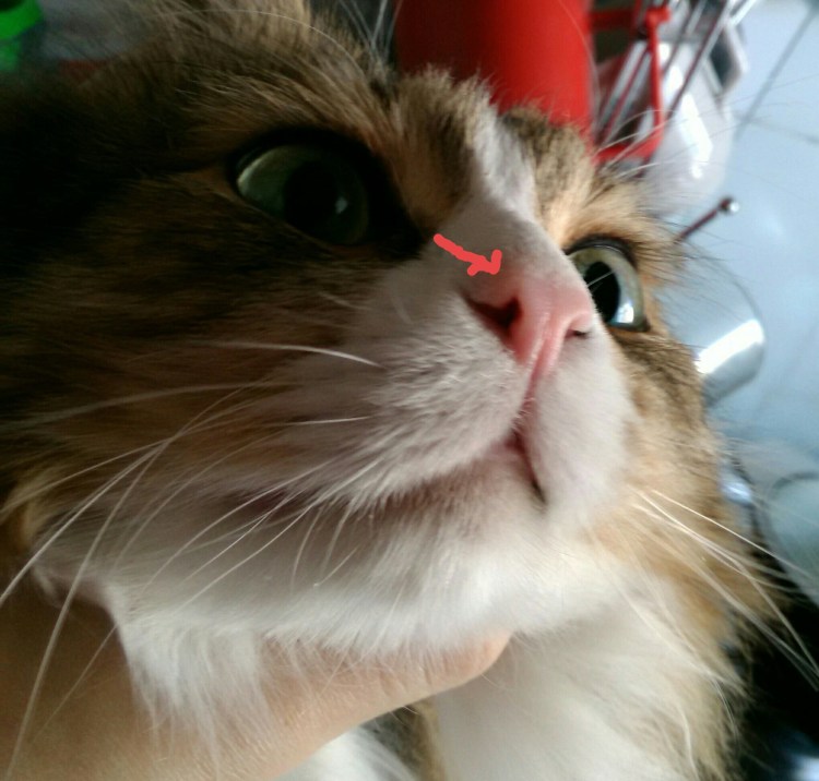 Опухоль над глазом у кота