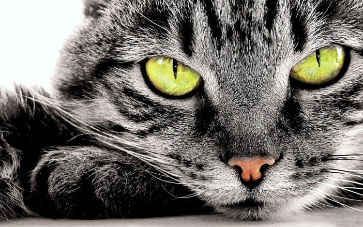 Обои с котиками