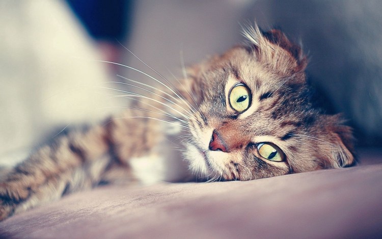 Черно белая кошка с зелеными глазами