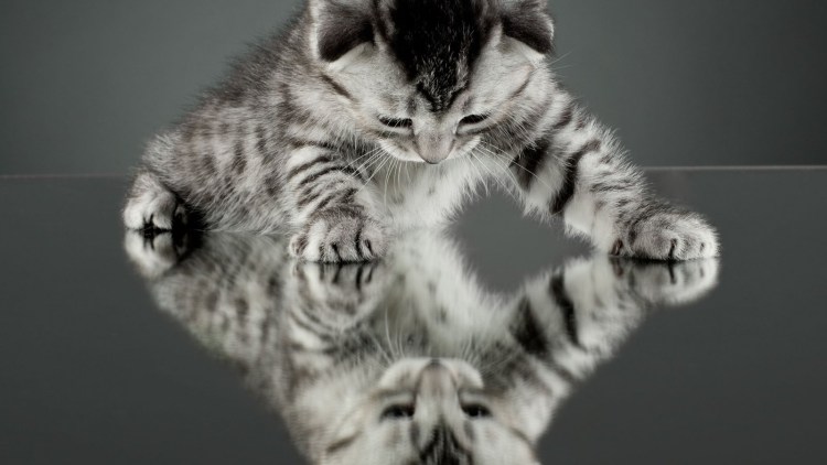 Фон для рабочего стола котята