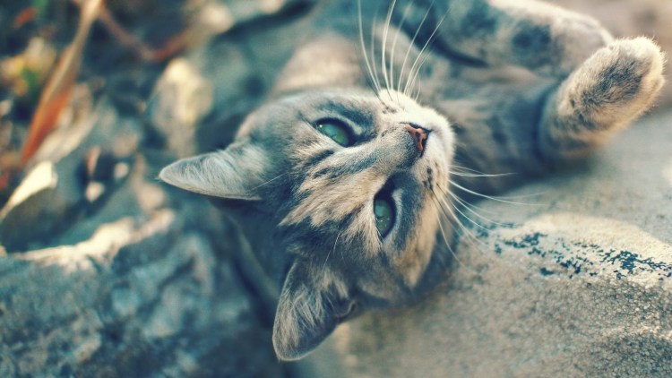 Красивые котики