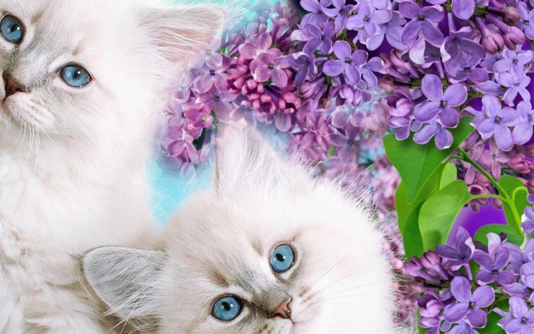 Кошки на заставку