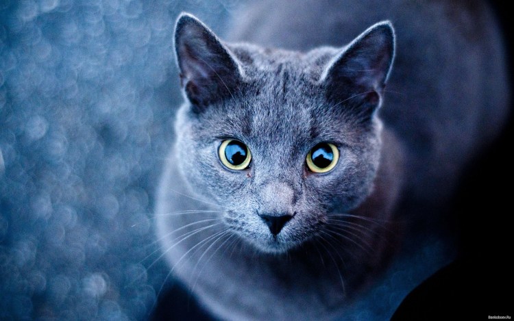 Русская голубая кошка