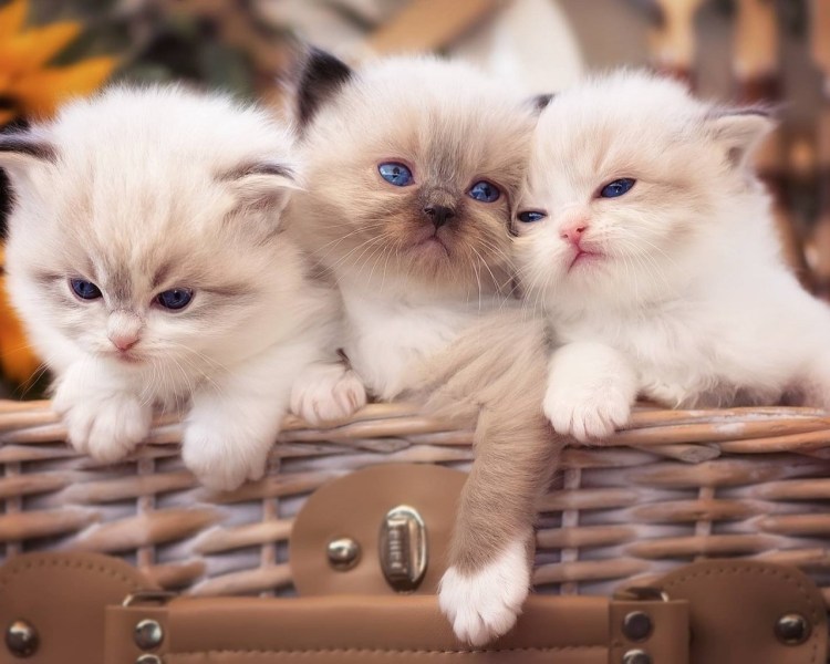 Заставки на рабочий стол черно белые