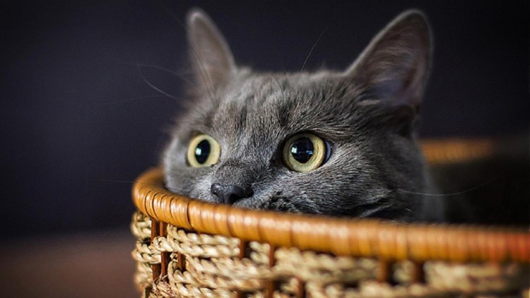 Красивые картинки