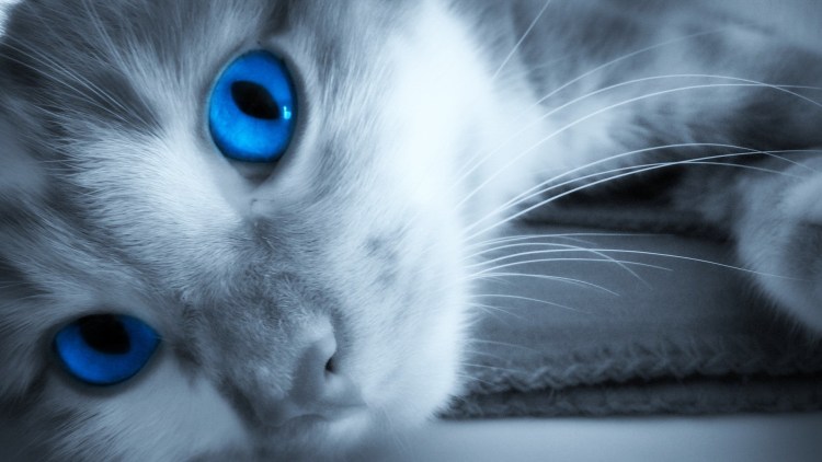 Котята на фоне цветов