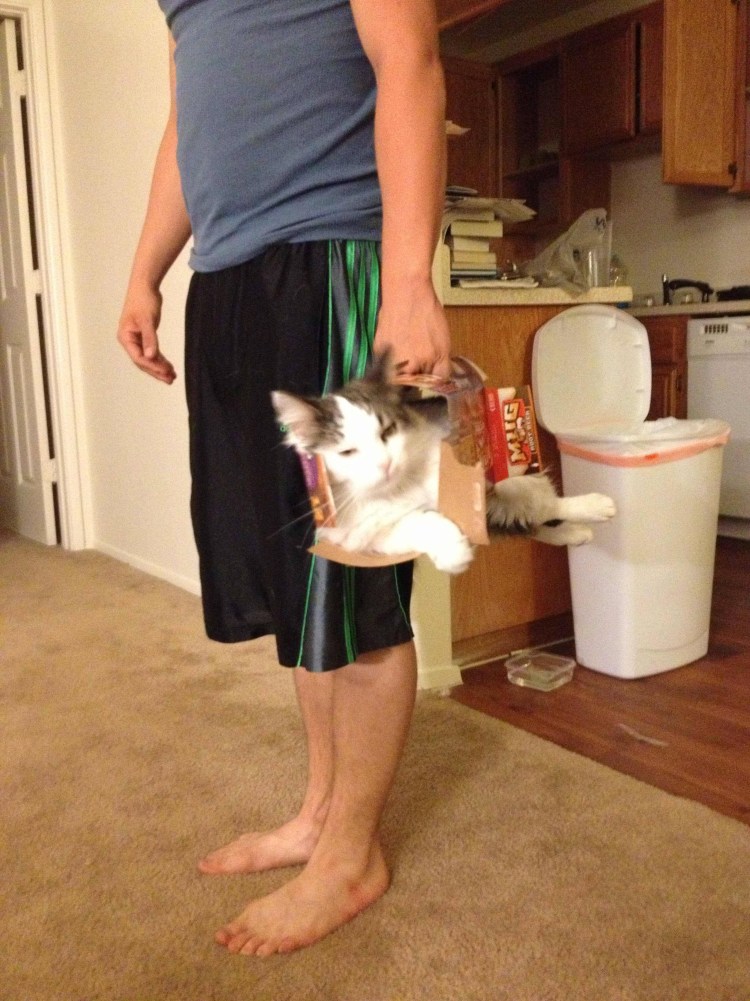 Переноска для кошек прикол