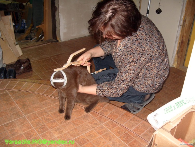 Приспособление для переноски котов